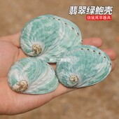 天然翡翠绿鲍鱼壳澳洲鱼缸造景装 饰家居收藏拍摄道具烧鼠尾草器具
