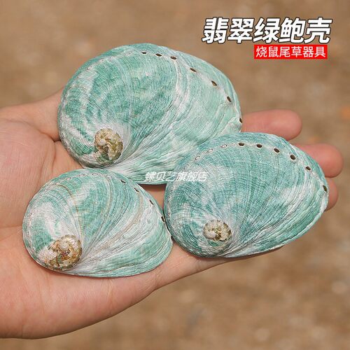 天然翡翠绿鲍鱼壳澳洲鱼缸造景装饰家居收藏拍摄道具烧鼠尾草器具