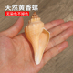 天然贝壳海螺黄色长香螺火炬长旋螺鱼缸造景装 饰品家居收藏标本螺