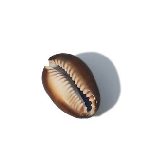 【螺贝艺】小海螺天然贝壳紫盖宝螺鱼缸装饰多肉盆栽微景观宝螺