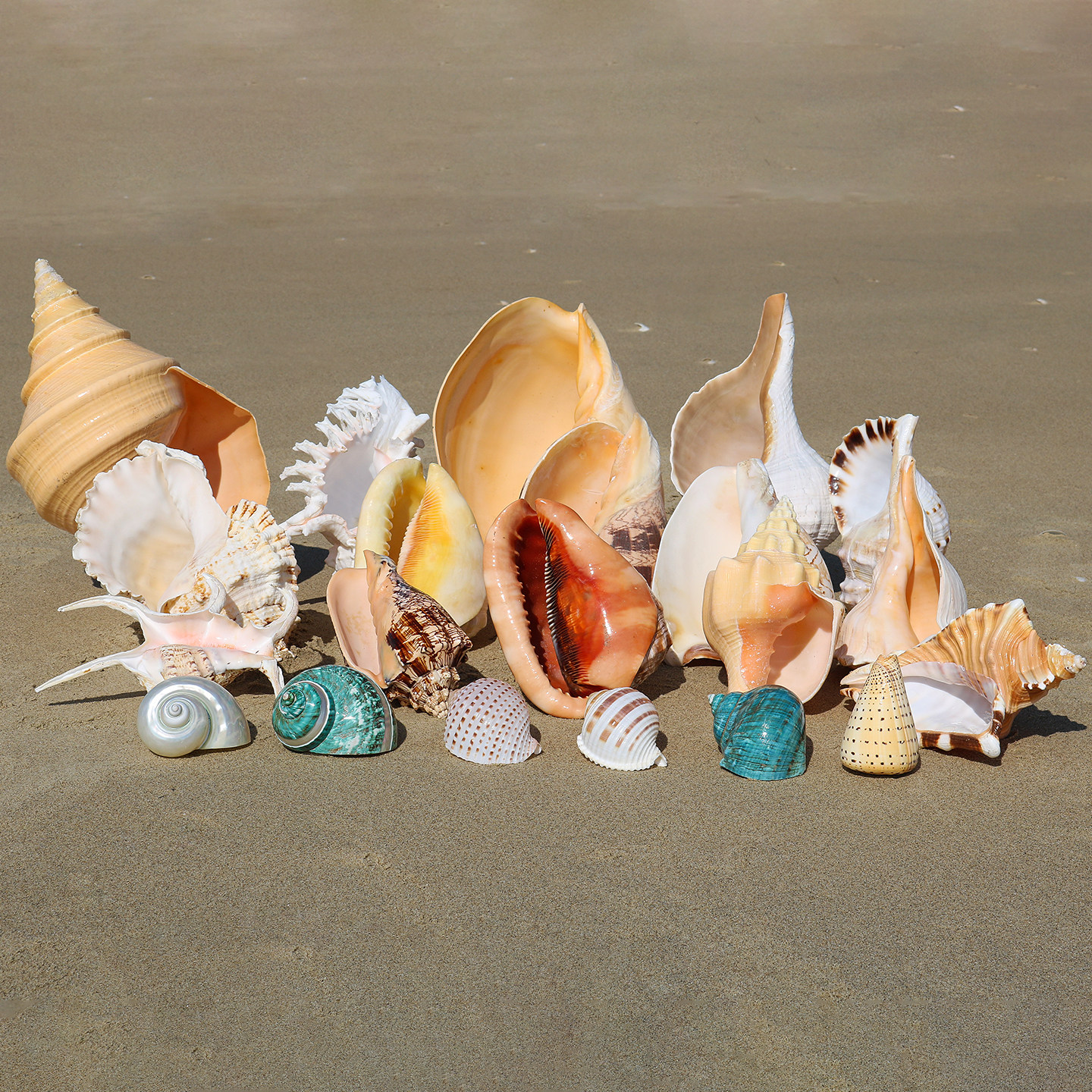 天然大海螺壳大贝壳鱼缸水族造景家居装饰摆件招财多品种收藏礼物,家居饰品,海螺/贝壳/珊瑚,淘宝优惠券,粉丝福利购,淘宝优惠卷