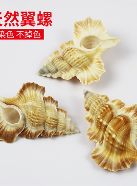 稀有海螺天然翼螺居家装饰品摆件收藏标本创意礼物大贝壳鱼缸造景