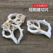 天然贝壳海螺切片短刺螺手工切片海参螺衣服配件DIY项链材料饰品