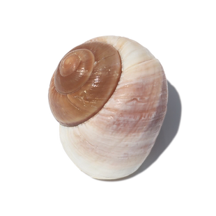 【螺贝艺】天然海螺贝壳面包螺蜗牛螺水族鱼缸造景卷贝鱼寄居蟹用