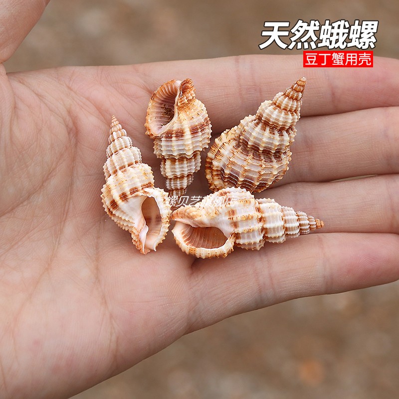 木贼蛾螺小豆丁寄居蟹替换壳天然贝壳海螺壳鱼缸造景装饰摆件收藏