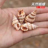 木贼蛾螺小豆丁寄居蟹替换壳天然贝壳海螺壳鱼缸造景装 饰摆件收藏