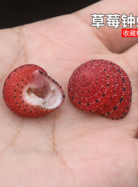 草莓钟螺 天然稀有海螺贝壳标本收藏鱼缸造景装饰小豆丁蟹替换壳