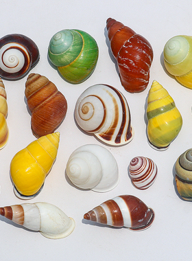 天然海螺贝壳绿苹果蜗牛壳鱼缸造景装饰各种蜗牛标本寄居蟹替换壳