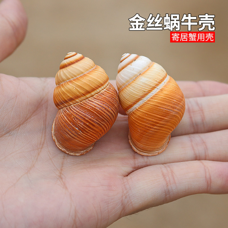 金丝蜗牛螺壳 天然小海螺贝壳鱼缸造景装饰拍摄道具寄居蟹替换壳