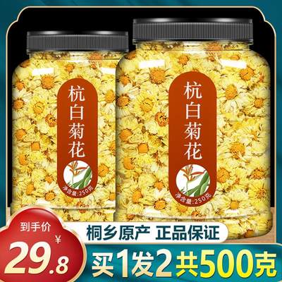 杭白菊花桐乡特级正宗黄