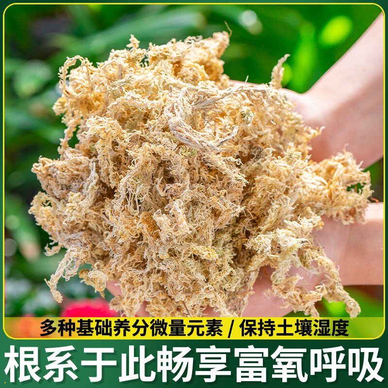 乌龟苔专用冬眠兰花毛虫保水土植物水蝶透气毛保湿红草蝴兰湿苔藓
