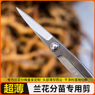 盆景剪刀小枝芽工具盆景分叶芽剪兰剪修剪花芽造型剪鼎木苗剪专用
