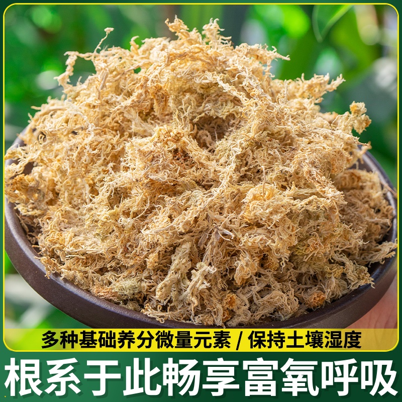 透苔乌龟龟背种植鹿角蝶兰专用蕨毛兰竹花蝴毛虫水苔垫料植料冬眠