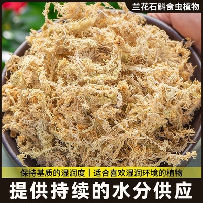 专用无菌兰花土蝶兰干冬眠垫苔土苔藓爬宠水苔青苔乌龟石斛蝴营养