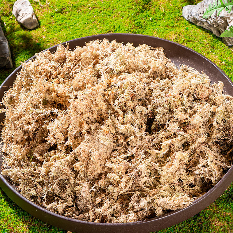 蝴栽毛虫天然干草专用虫草蝶兰苔基质环保食培专用透气保湿水苔毛