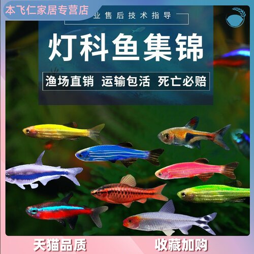 小金鱼观赏鱼迷你销量排行榜 小金鱼观赏鱼迷你品牌热度排名 小麦优选