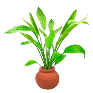 水草鱼缸造景摆件增氧阴性水培榕绿菊蜈蚣草净水定植陶罐水草套餐