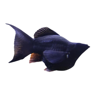 红米奇鱼形胎生鱼小型鱼活体热带观赏鱼玛丽鱼红箭孔雀鱼月光鱼