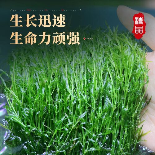 水草印度小竹节草好养植物鱼缸水族箱装饰造景绿菊蜈蚣草净水真草