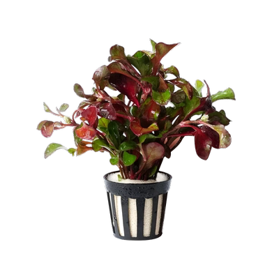 红波水草植物真草造景套餐前景新手火山石阴性水草红波坨草净化水