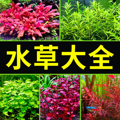 鱼缸水草植物中后景椒草坨草