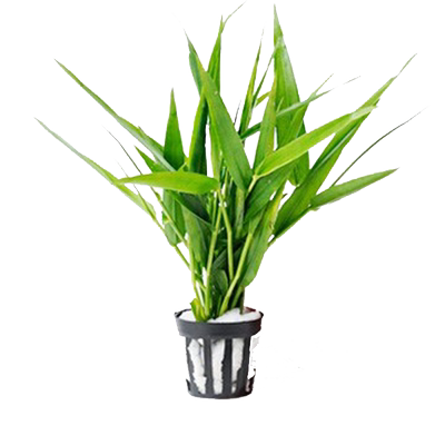 青竹水草花百年自带底座