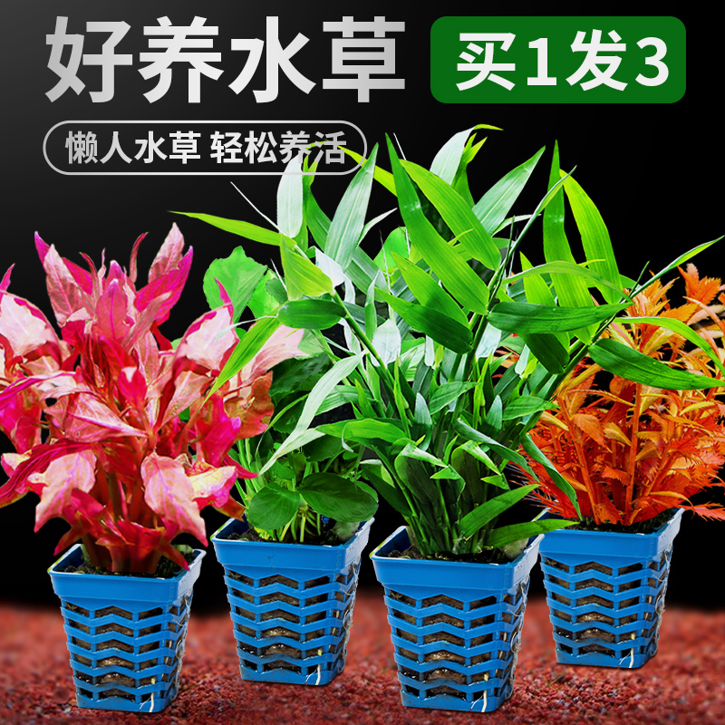 鱼缸造景阴性水榕水草植物真草沉木辣椒榕迷你活体活增氧懒人淡水