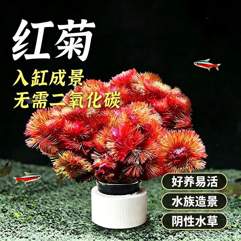 红菊水草鱼缸造景水族箱养鱼真草淡水活体增氧植物阴性后景草净水