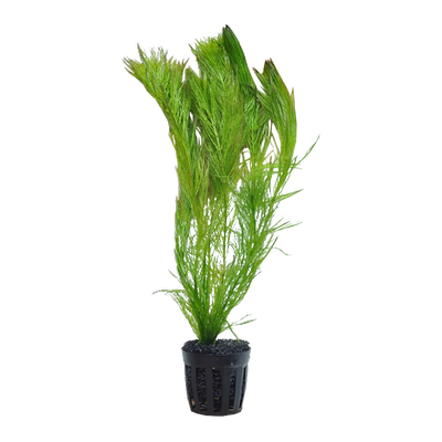 羽毛水草中后景活体鱼缸装饰阴性