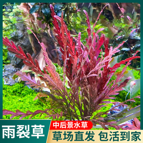 雨裂草水蓑衣雨蝶易养