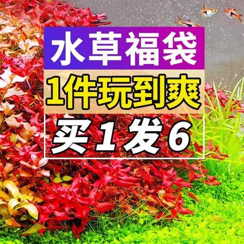 鱼缸水族箱造景沉木活体植物