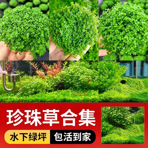 珍珠草合计爬地矮迷你矮阴性造景