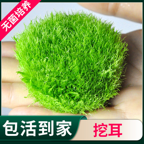 青色水景前景草挖耳无菌杯真草