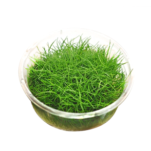 迷你牛毛水草坨草前景草无菌杯植物真草鱼缸造景净水增氧阴性懒人