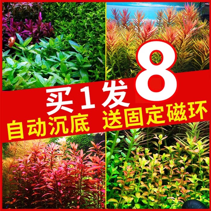 水草鱼缸植物阴性造景