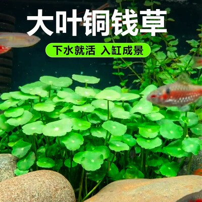 铜钱草水草鱼缸造景专用