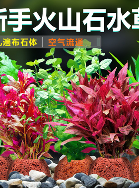 火山石水草植物鱼缸造景专用水培阴性蜈蚣草绿菊真草增氧绿植摆件