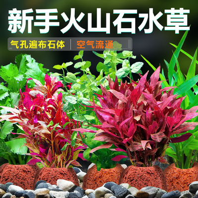 青色水景火山石水草植物鱼缸造景