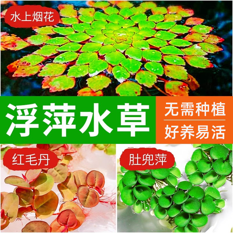 浮萍水草水上烟花鱼缸养龟造景净化水质水肚兜萍红毛丹培水微景观,宠物/宠物食品及用品,水草,淘宝优惠券,粉丝福利购,淘宝优惠卷