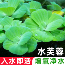 饰养鱼养龟活体植物漂浮真水草净化水质 水芙蓉浮萍水草鱼缸造景装