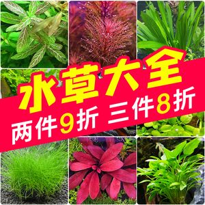 鱼缸水草植物活体增氧阴性