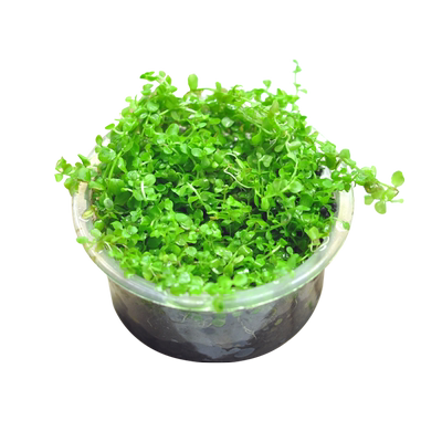 日本迷你牛毛水草无菌杯造景植物