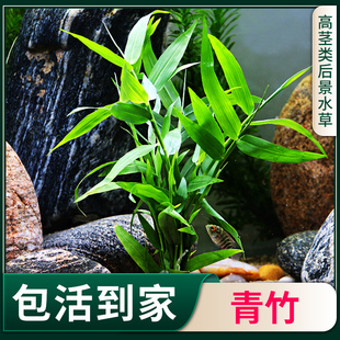 南美青竹水草植物真草鱼缸水草造景水族活净水阴性新手懒造景套餐
