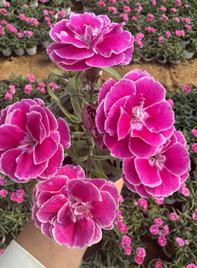 欧石竹花苗女王石竹芳香石竹常绿开花草坪多年生耐寒耐旱庭院绿化
