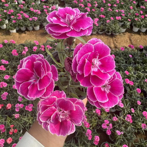 欧石竹花苗女王石竹芳香石竹常绿开花草坪多年生耐寒耐旱庭院绿化