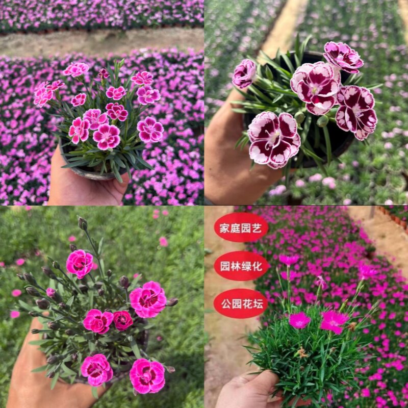 欧石竹花苗初吻超美蜜桃派常绿开花草坪多年生耐寒耐旱庭院盆栽 - 实物图