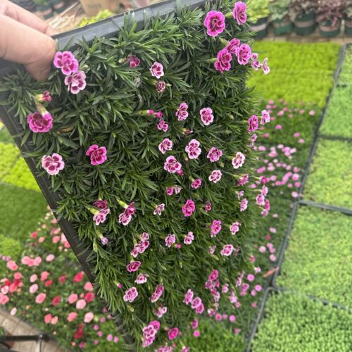 初吻欧石竹庭院常绿开花耐寒耐旱
