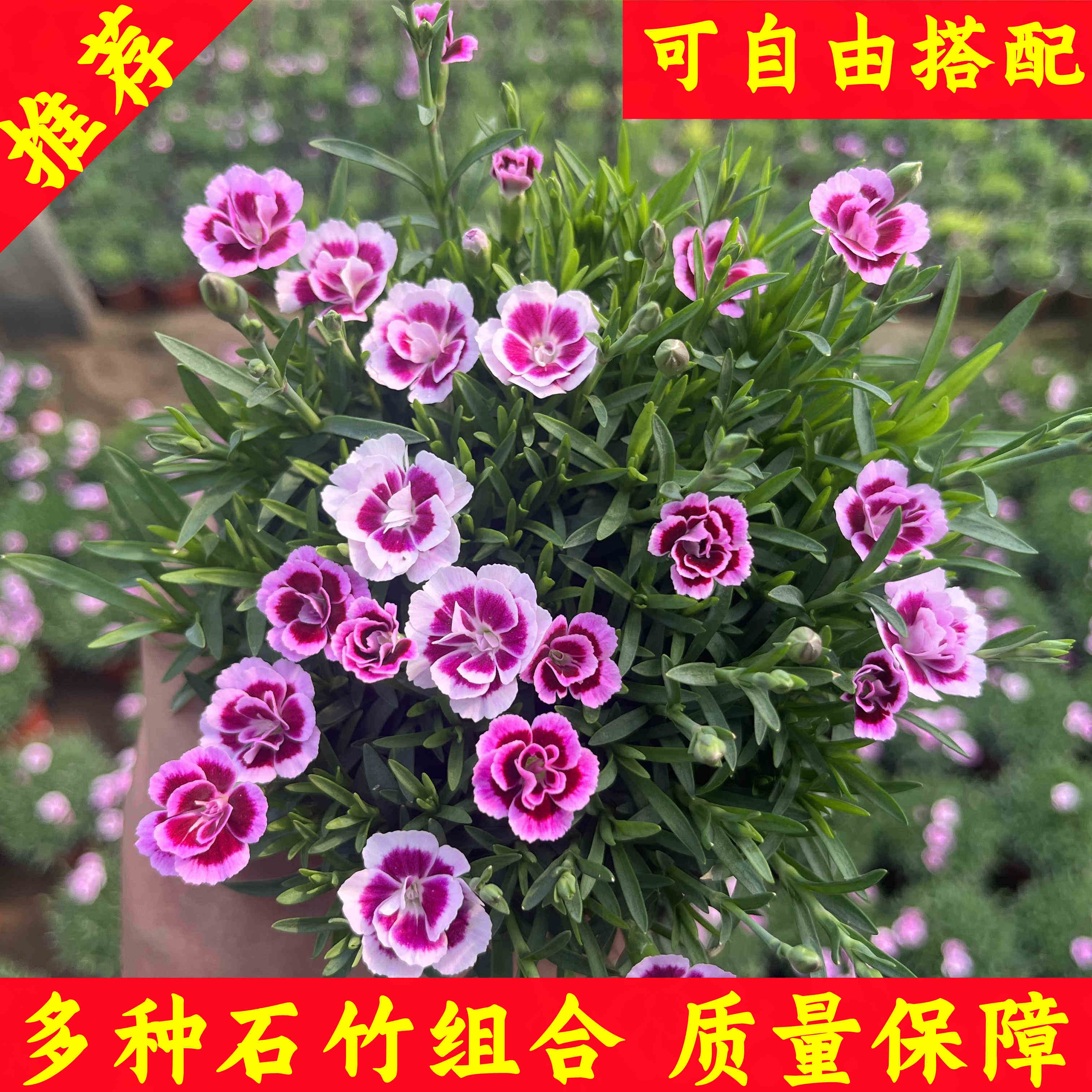 欧石竹花苗庭院常绿开花耐寒耐旱