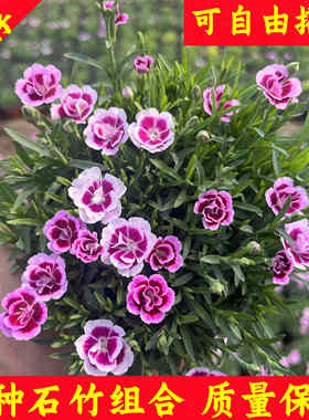 欧石竹花苗初吻蜜桃派常绿开花耐寒耐旱多年生盆栽庭院绿化粉贝