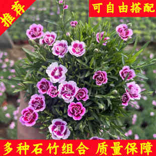 欧石竹花苗初吻蜜桃派常绿开花耐寒耐旱多年生盆栽庭院绿化粉贝